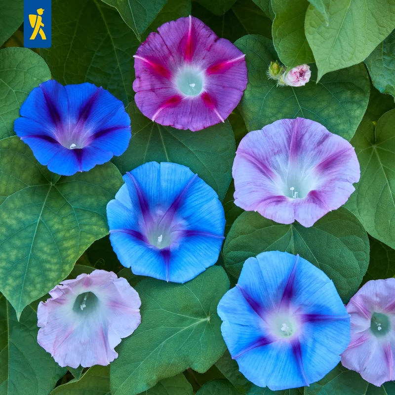 Prunkwindensamen Morning Glory Mischung