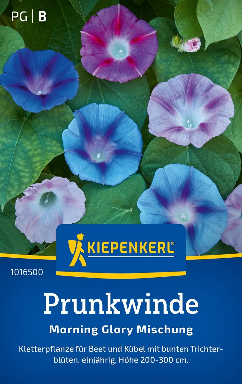 Prunkwindensamen Morning Glory Mischung