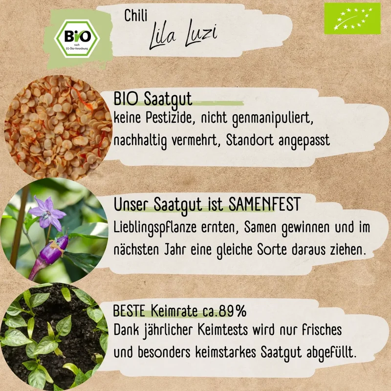 Bio Lila Luzi Samen