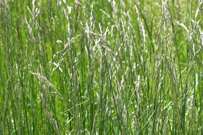 Deutsches Weidelgras (Lolium perenne) – 200 g
