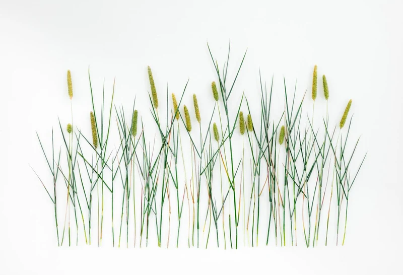 Wiesenlieschgras (Phleum pratense) – 200 Gramm