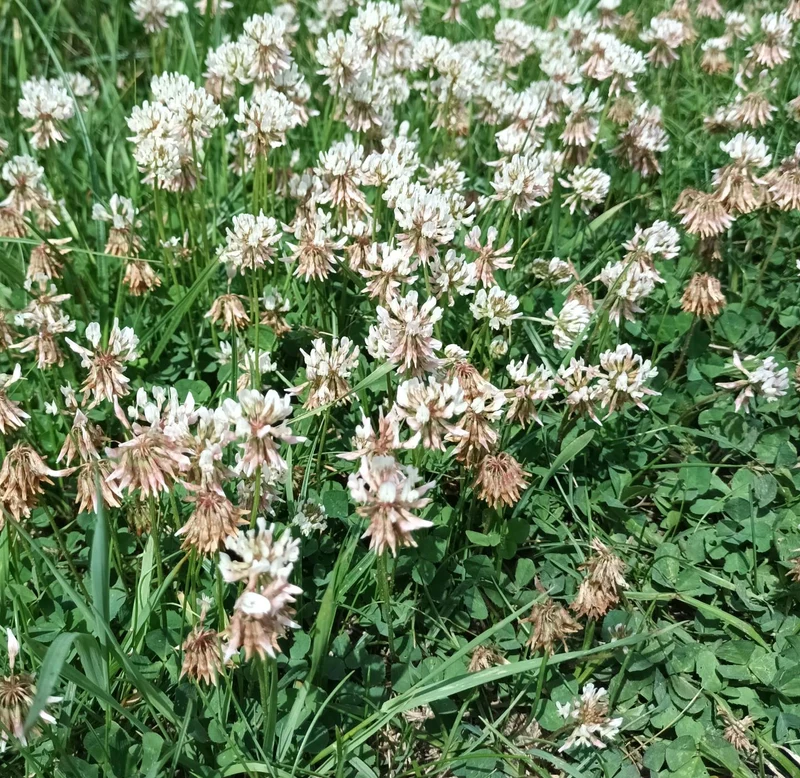 Weißklee 10000 Samen * Trifolium repens
