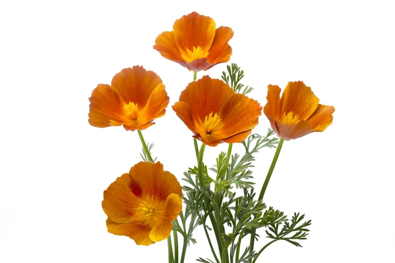 10000 Samen Kalifornischer Mohn (Goldmohn)