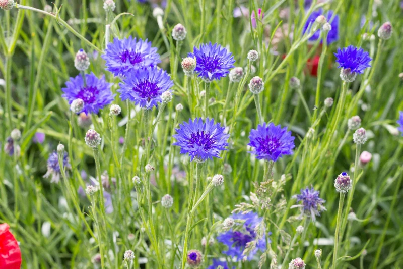 200 qm Blaue Kornblume Centaurea cyanus Großpackung