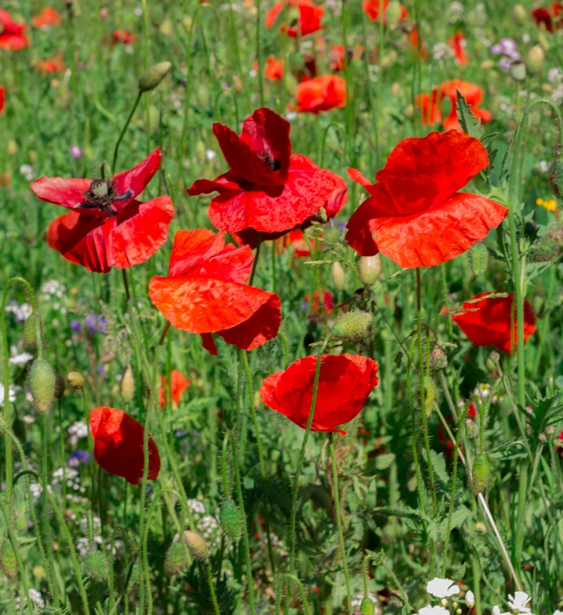 100qm Mix Kornblume + Klatschmohn und Kalifornischer Mohn