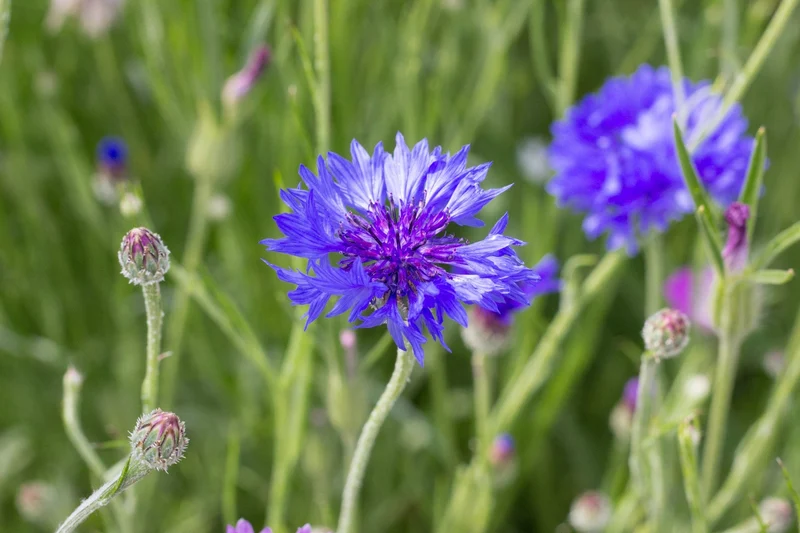 200 qm Blaue Kornblume Centaurea cyanus Großpackung