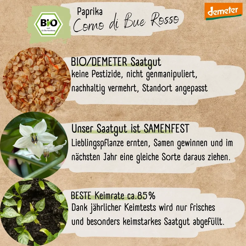 Bio Paprika Corno di bue Rosso Samen