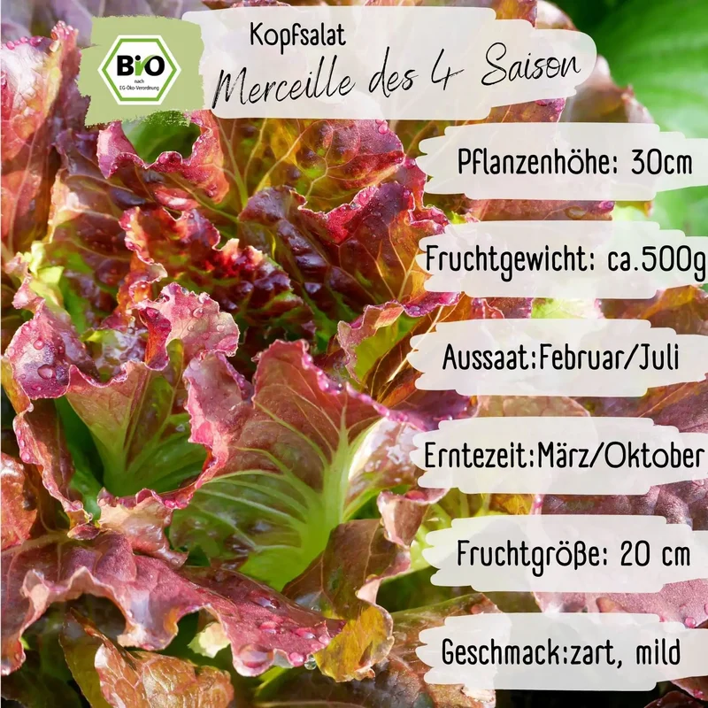 Bio Kopfsalat des 4 Saisons Samen