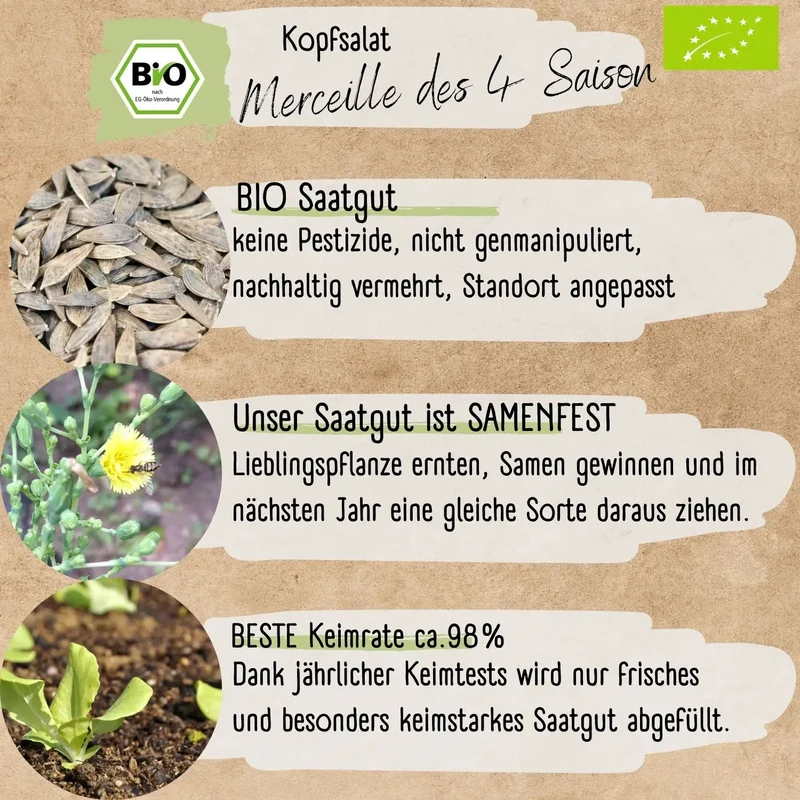 Bio Kopfsalat des 4 Saisons Samen