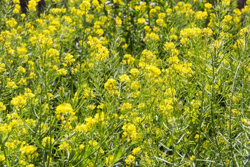 Gelbsenf Samen * Sinapis alba * Gründüngerpflanze und Bienenpflanze