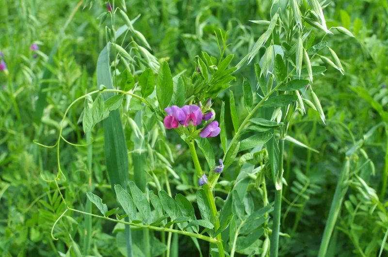 200 Samen Sommerwicke * Vicia sativa * Gründüngerpflanze
