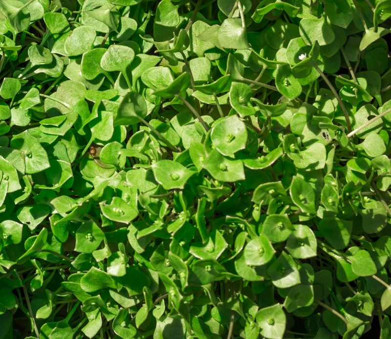 Winterpostelein * Claytonia perfoliata * 1500 Samen