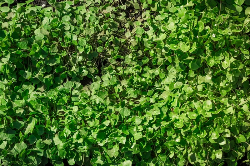 Winterpostelein * Claytonia perfoliata * 1500 Samen