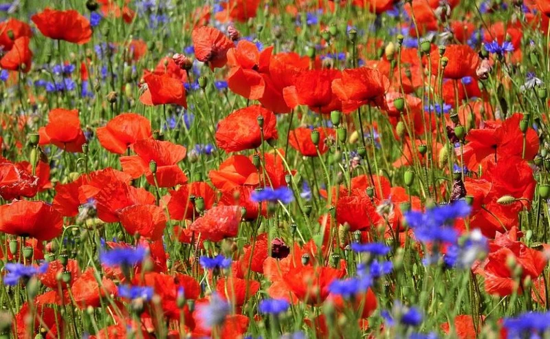 Samenmischung Mohnwiese Kornblume + Klatschmohn