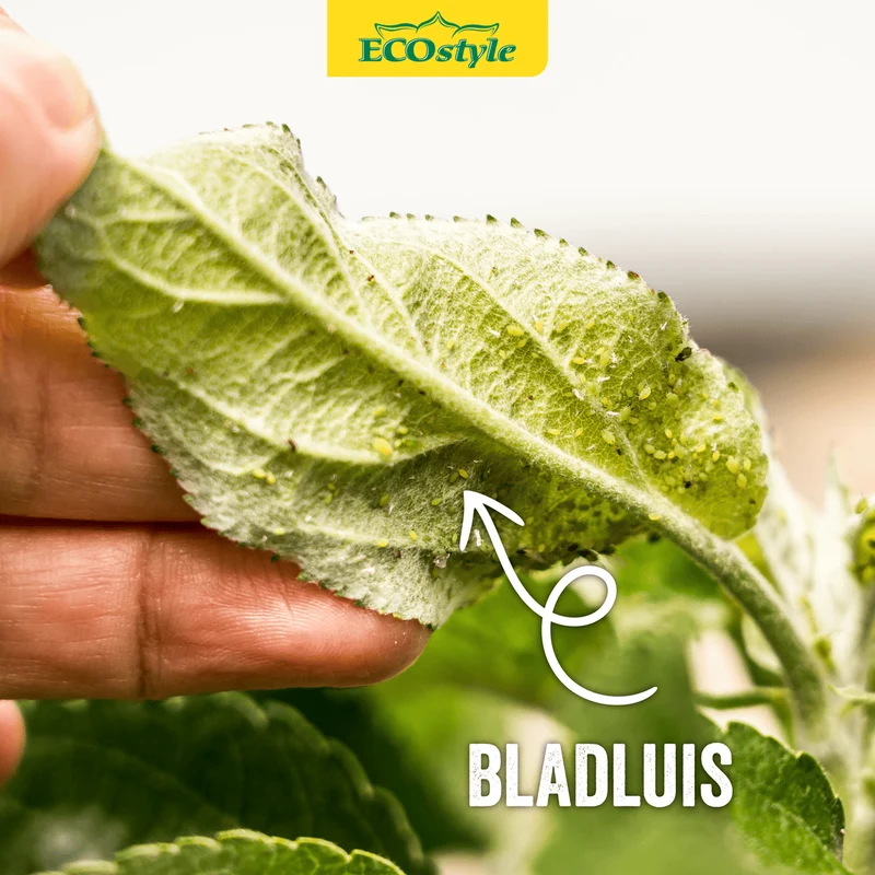 Larven gaasvlieg tegen bladluis