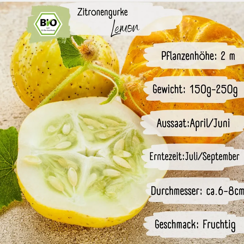 Bio Zitronengurke lemon Samen