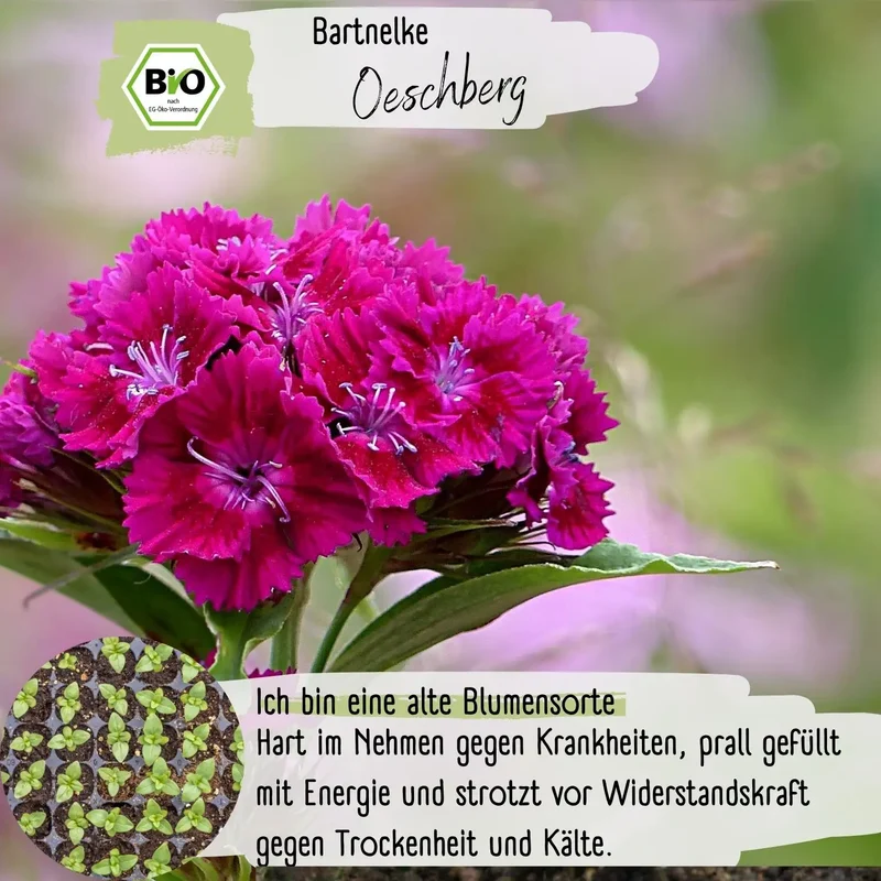 Bio Bartnelke Oeschberg Samen