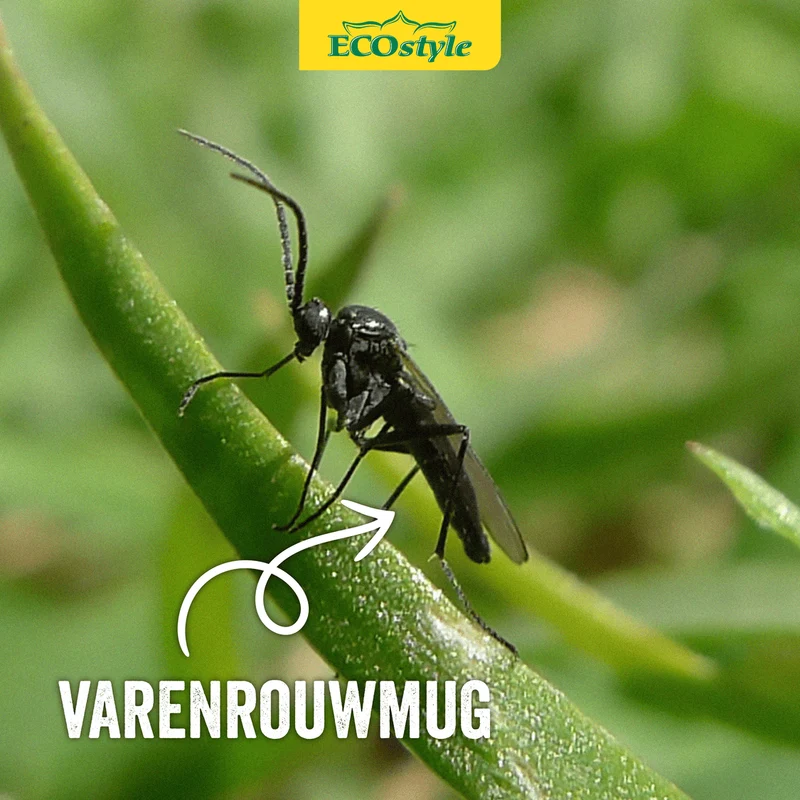 Preventieve aaltjes tegen rouwvliegjes (varenrouwmug)