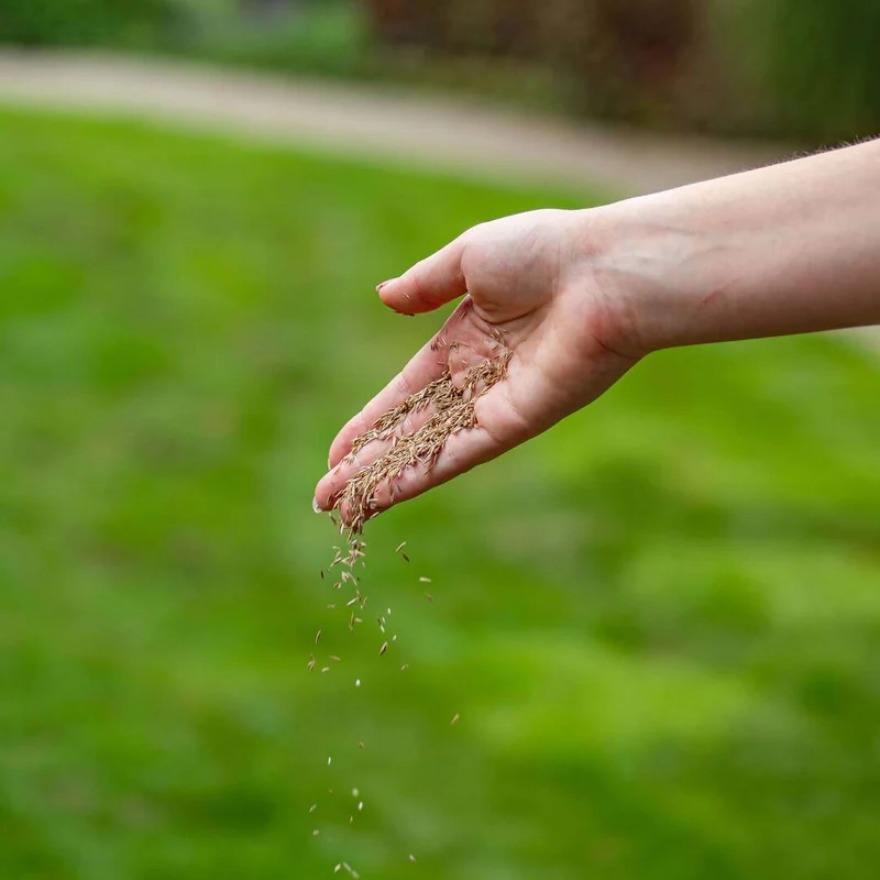 Graszaad met Microklaver
