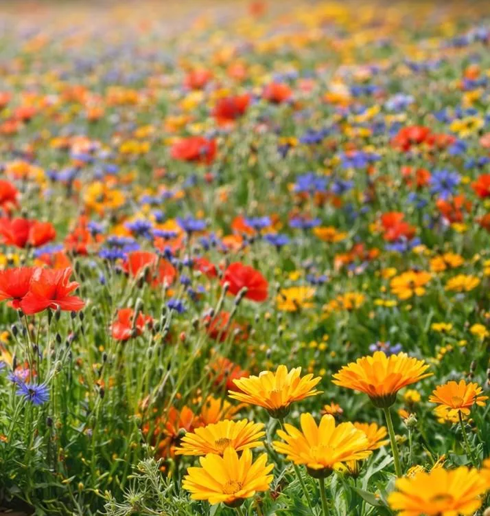 100qm Bunte Wiese Mix Kornblume + Klatschmohn und Ringelblume