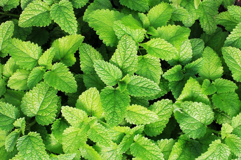 2000 Samen Pfefferminze * Mentha piperita *