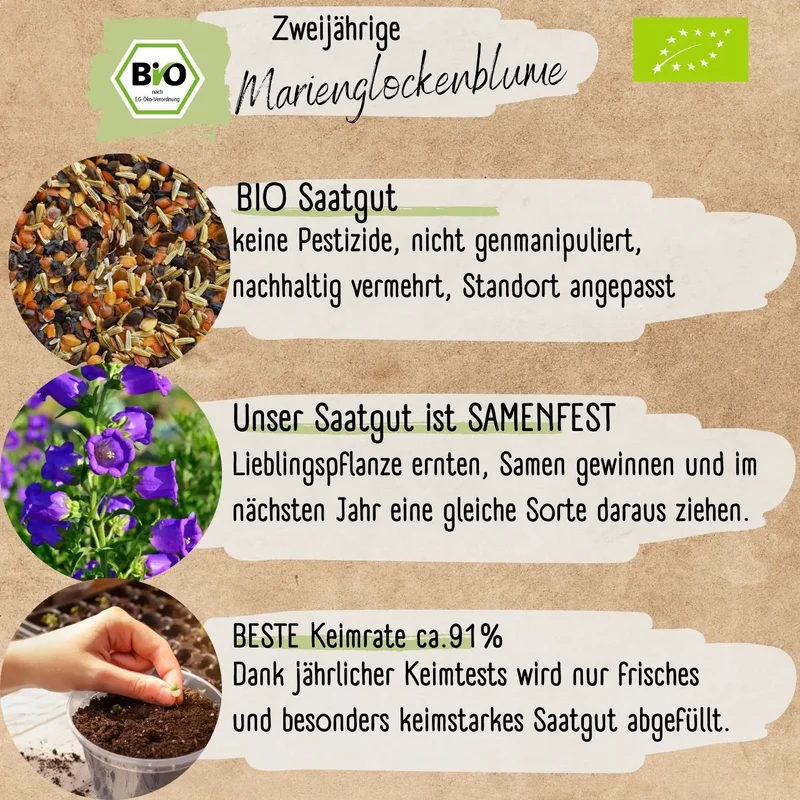 Bio Marienglockenblume Samen