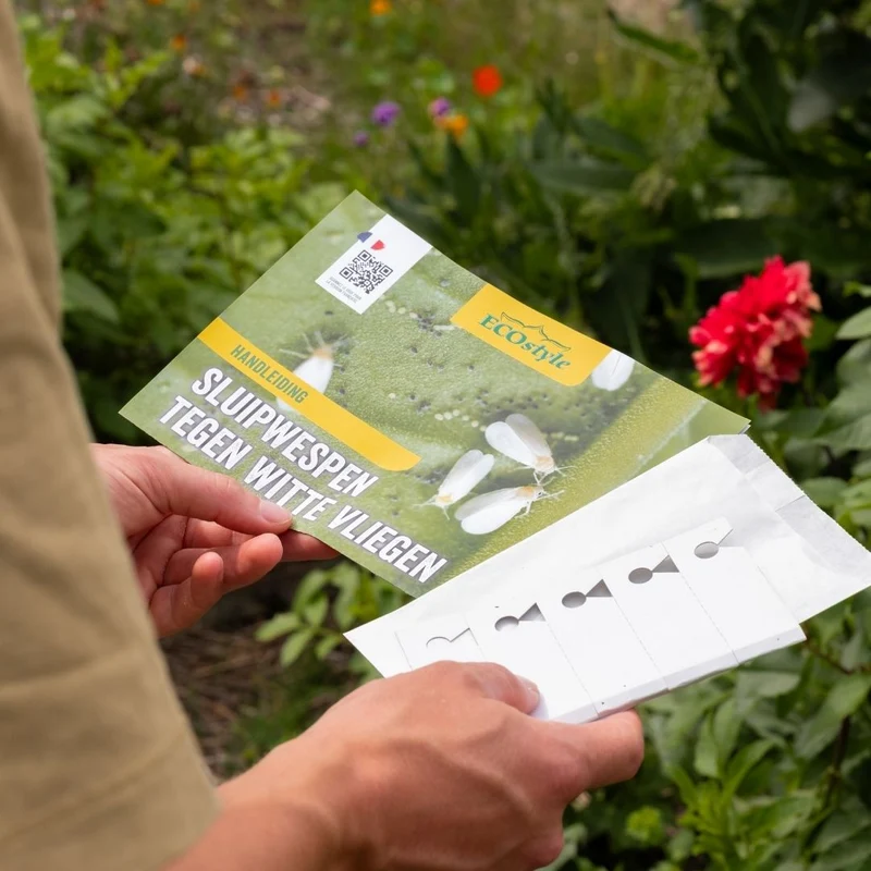 Sluipwesp tegen witte vlieg