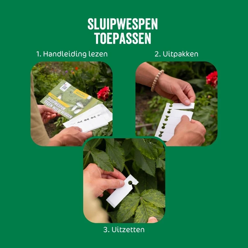 Sluipwesp tegen witte vlieg