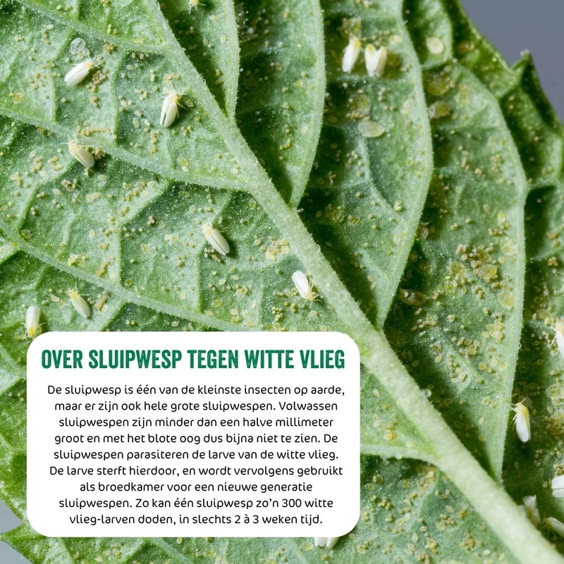 Sluipwesp tegen witte vlieg