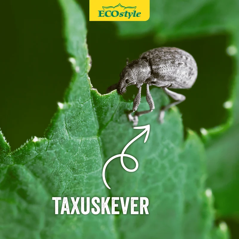 Taxuskeverval