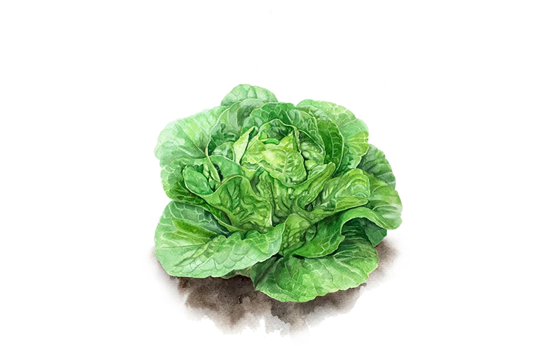 Romanasalat ‘Little Gem’