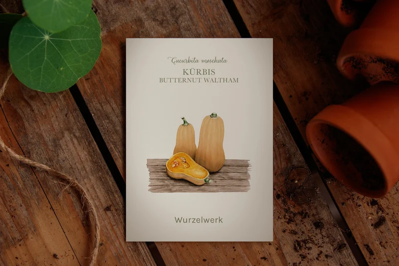 Kürbis ‘Butternut Waltham‘