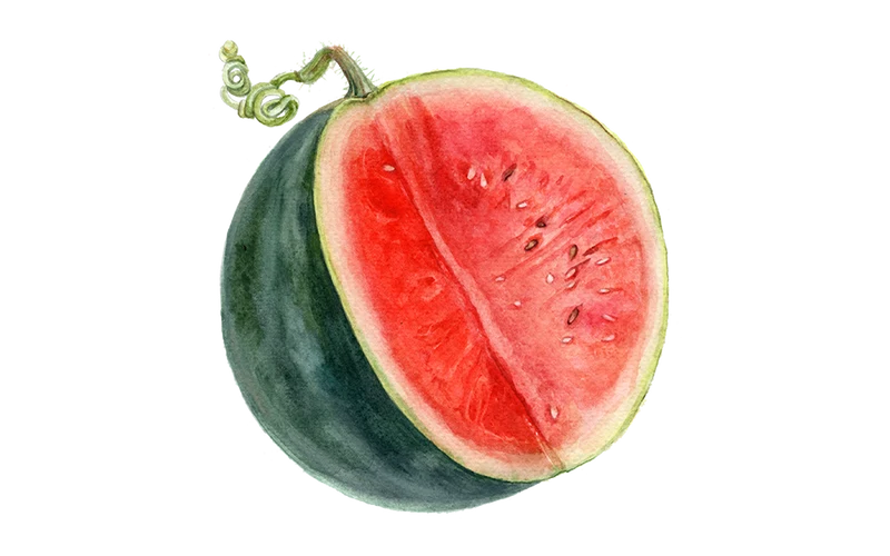Wassermelone ‘Sugar Baby’