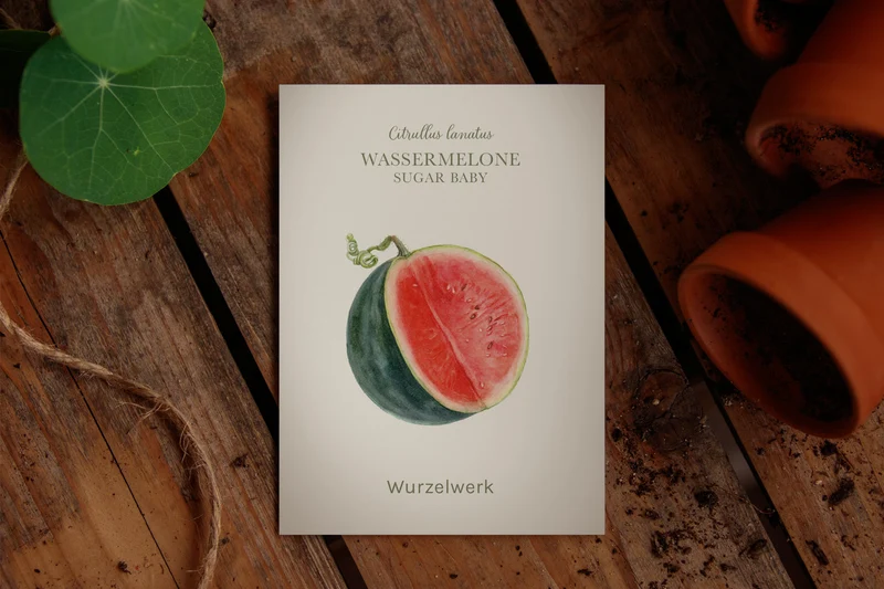 Wassermelone ‘Sugar Baby’