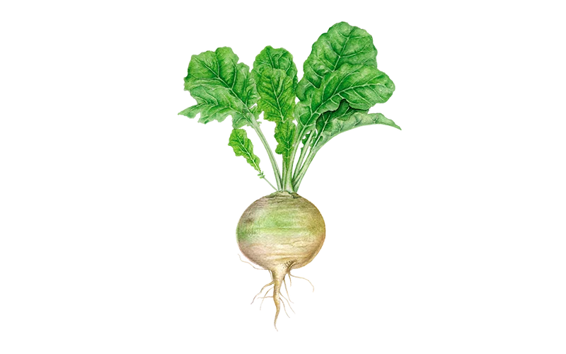 Steckrübe ‘Wilhelmsburger’