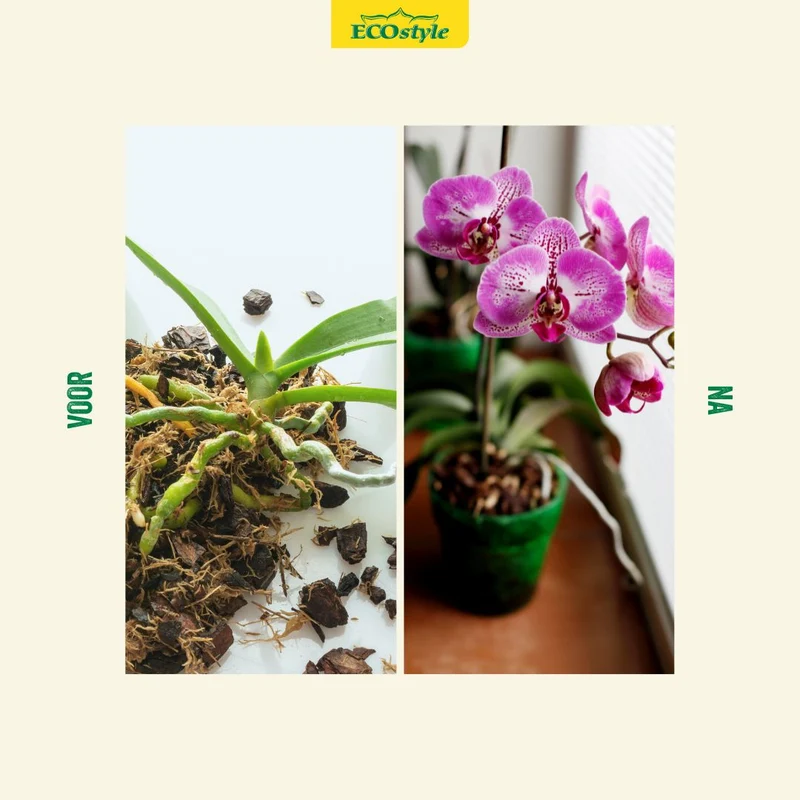 Orchideeën voeding
