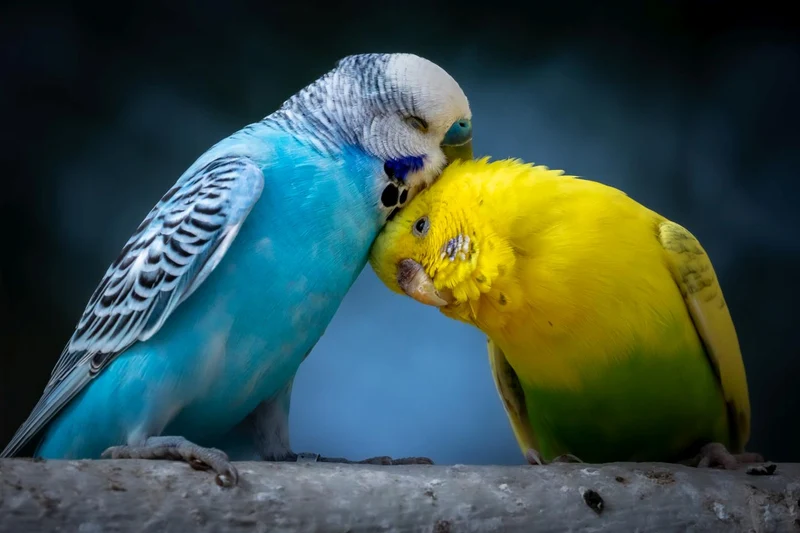 Ziervogelgras Samen - frisches Grün