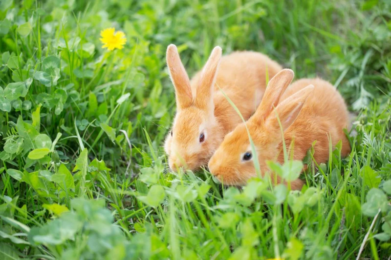 1qm Kaninchen Futterwiese Saatgut - für Kaninchen und Meerschweinchen
