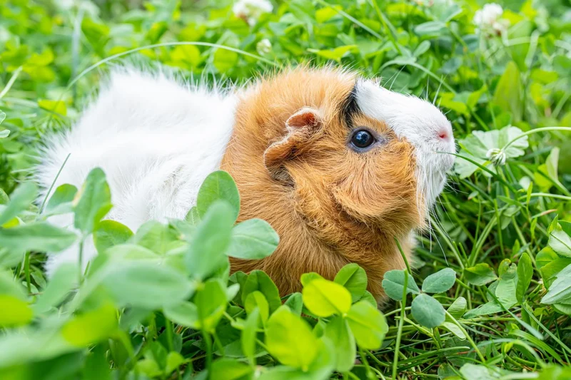 1qm Kaninchen Futterwiese Saatgut - für Kaninchen und Meerschweinchen