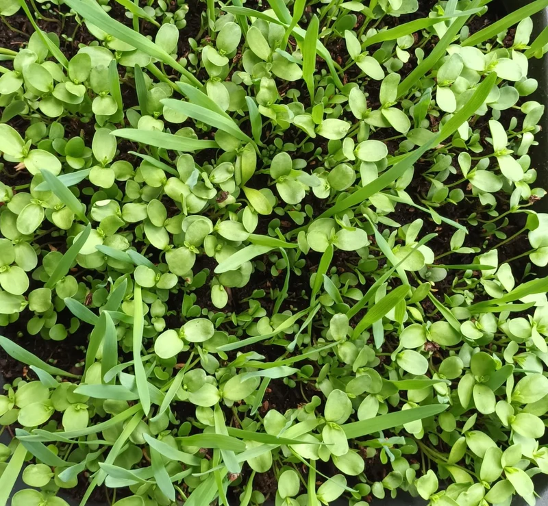 Kleintier Futterwiese Mix