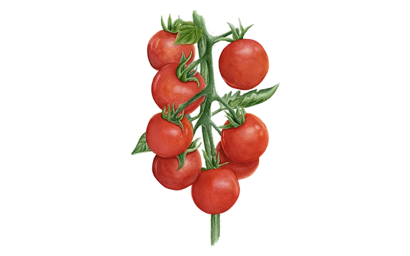 Cocktailtomate 'Zuckertraube'