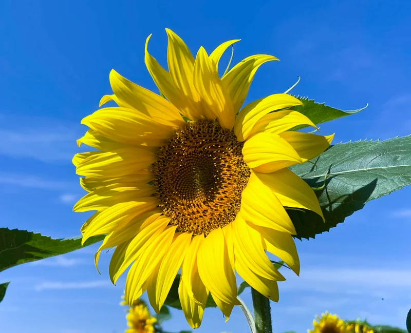 6 Sonnenblumen Sorten Mischung