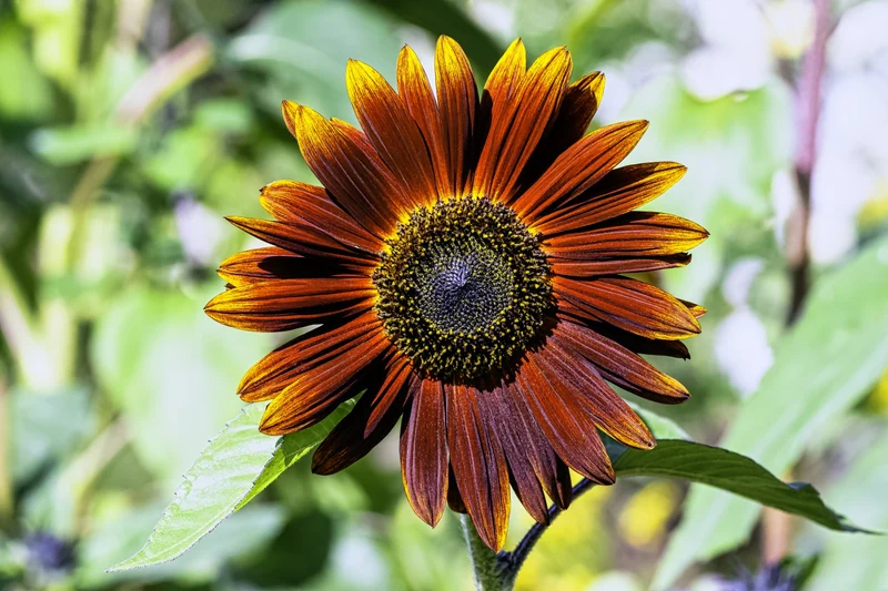 6 Sonnenblumen Sorten Mischung