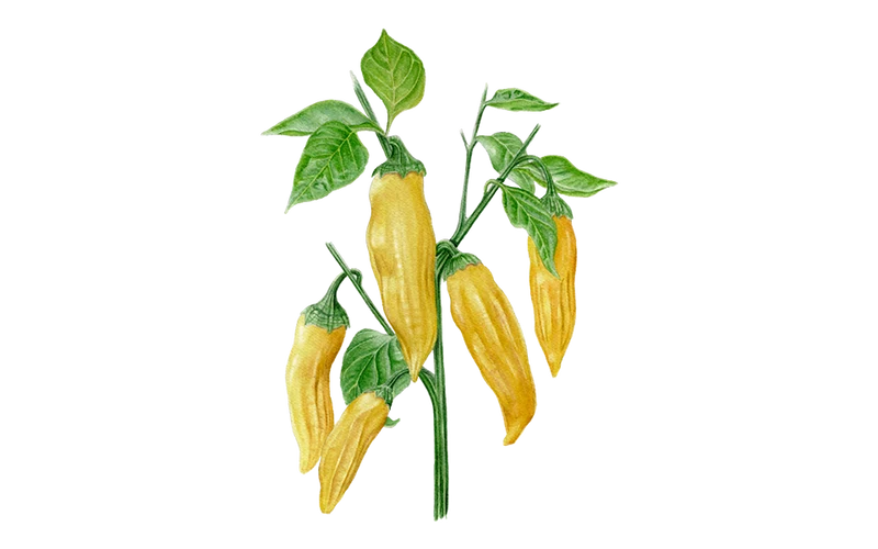 Chili 'Lemon Drop'