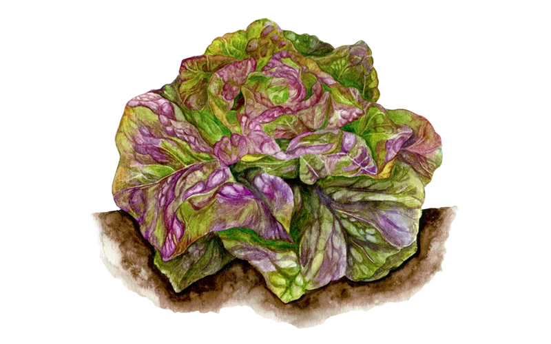 Kopfsalat ‘Pirat’, 5er Set Bio-Jungpflanzen