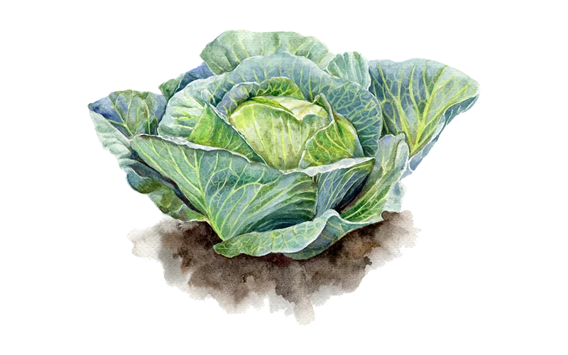 Weißkohl ‘Domarna’, 5er Set Bio-Jungpflanzen