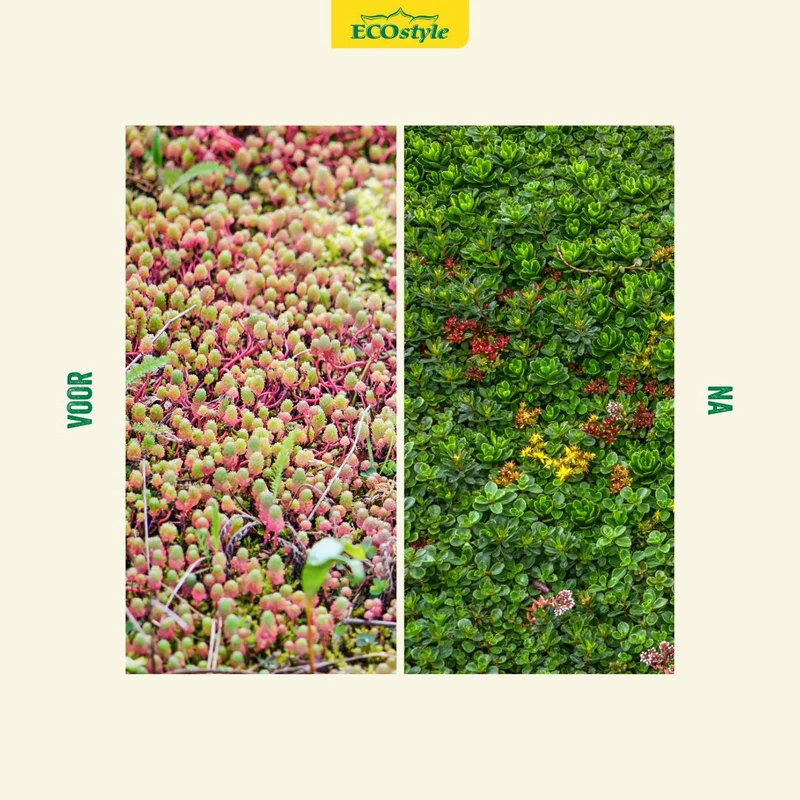Sedum & Groene daken-AZ+