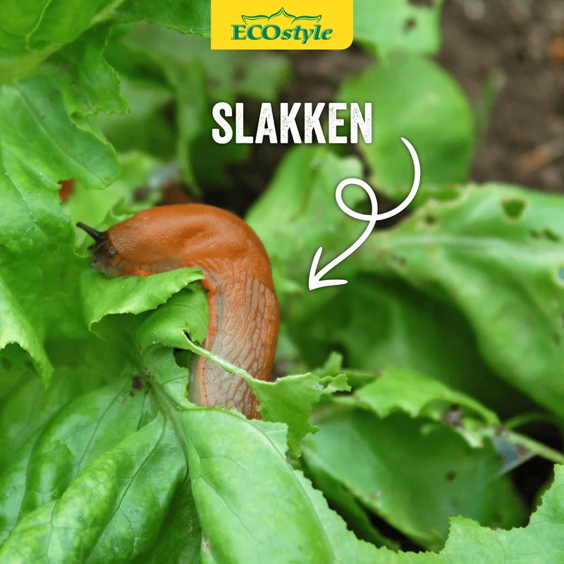 Aaltjes tegen slakken