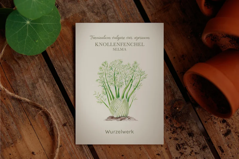 Knollenfenchel 'Selma'