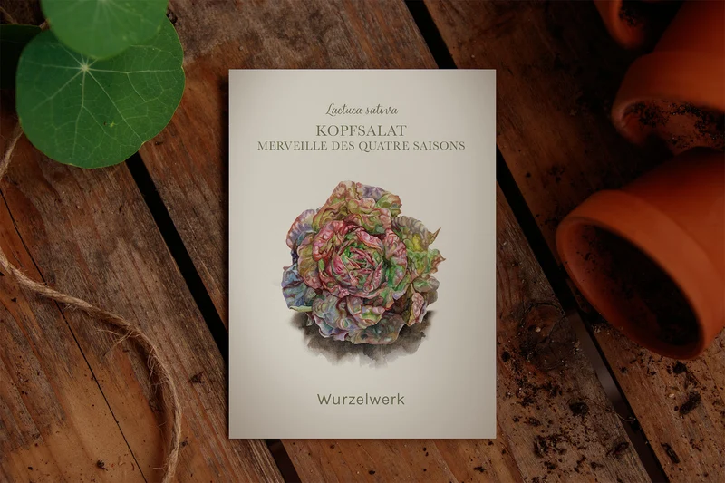Kopfsalat ‘Merveille des Quatre Saisons‘